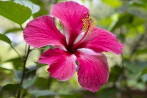 bloeiend roze hibiscus bloem Aan de tuin boom foto