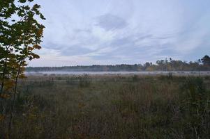 voor land- met mist Aan gras en heide in Denemarken, in voorkant van duinen. mystiek humeur foto