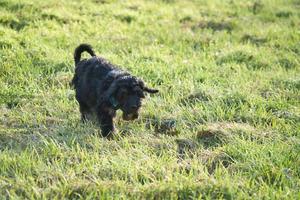 goudmijntje puppy spelen in een weide. zwart gekruld vacht. dier foto van een hond