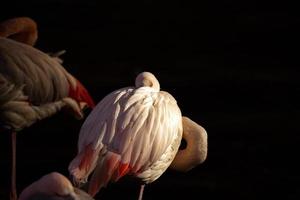 roze flamingo slapen foto