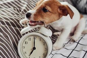 jack Russell terriër hond hapjes wijnoogst alarm klok in de bed foto