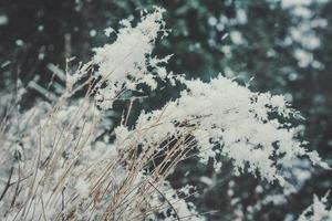 dichtbij omhoog bevriezing droog twijgen met rijp concept foto