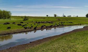 schapen in drinken plaats landschap foto