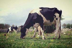 grazende melkkoeien. Friese koe op de voorgrond grazen. foto