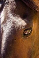 mensen weerspiegeld in de oog van een paard net zo als het waren een kristal bal. verticaal afbeelding. foto