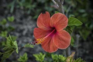 een dichtbij omhoog foto van een rood hibiscus bloem in Griekenland