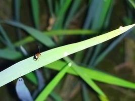 lieveheersbeestje Aan blad van gras foto