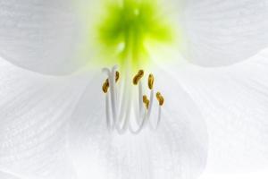 delicaat wit hippeastrum bloem. meeldraden en stamper detailopname. natuurlijk achtergrond. foto