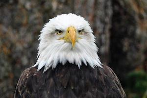 bald eagle portret foto