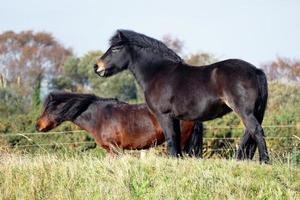 mooi shetland pony's foto