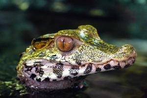 kaaiman reptiel portret foto