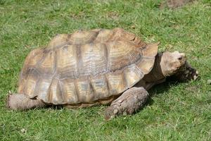 schildpad Aan gras foto