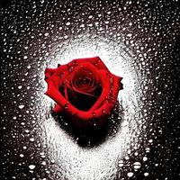 mooi macro schot van roos voor Valentijn geschenk