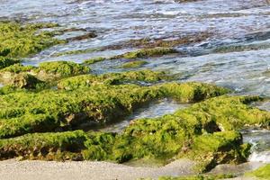 groen algen Aan de rotsen Aan de middellandse Zee kust. foto
