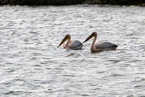 pelikanen Aan de meer zijn vangen vis. foto