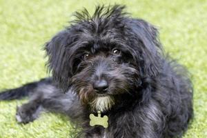 een bordoodle puppy spelen in de tuin met speelgoed foto