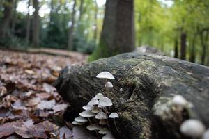 schimmel groeit Aan verrot hout in de Woud foto