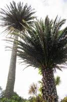 tropisch tuinen met palm bomen in funcha, Madeira foto