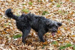 een bordoodle puppy spelen in de herfst bladeren foto