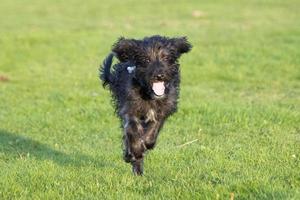 een bordoodle puppy rennen in de park foto