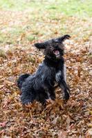 een bordoodle puppy spelen in de herfst bladeren foto