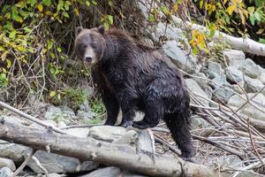 grizzly bruin beer Aan een log in bella koel foto