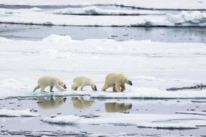 moeder polair beer, met twee welpen Aan zee ijs in de arctisch foto