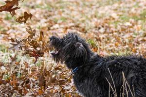 een bordoodle puppy spelen in de herfst bladeren foto