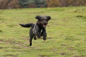 een bordoodle puppy rennen in de park foto