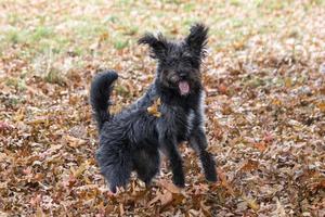 een bordoodle puppy spelen in de herfst bladeren foto