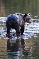 grizzly bruin beer in de rivier- in bella koel foto