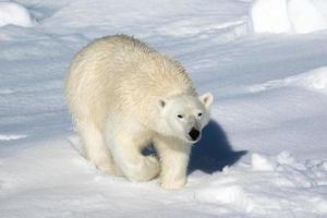 een polair beer Aan zee ijs in de arctisch foto
