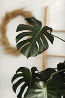 groot groen blad voor bloemstuk. monstera blad. populaire keuze van bloemist die exotisch jungle-plantblad gebruikt. groene bladeren. selectieve aandacht. foto