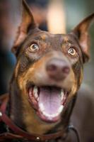 mooi portret hond ras doberman foto