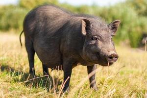 volwassen zwart varken foto