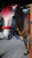 een rood haar, wit gezicht, bruin paard met een zadel gebonden Aan staal bar. foto