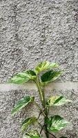 epipremnum aureum bont, weten net zo marmeren koningin kan sluipen Aan de muur en Aan de grond. leeg ruimte voor tekst, advertentie en leven citaten. foto