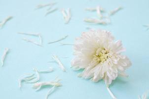 wit chrysant bloem hoofd en veel bloemblaadjes Aan pastel blauw met wazig achtergrond foto