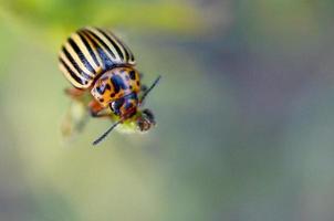 Colorado aardappel kever leptinotarsa decemlineata kruipen Aan aardappel bladeren foto