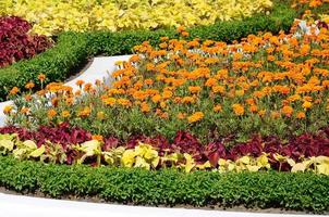 coleus bloempot. mooi perspectief van natuurlijk coleus fabriek bladeren foto