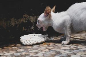 een wit wild kat katje of verdwaald kat. deze verdwaald katje heeft Nee huis foto