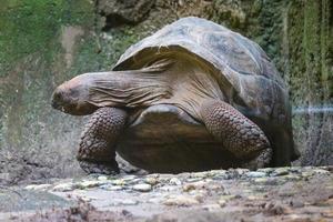 de aldabra reusachtig schildpad of aldabrachelys gigantea is een van de grootste schildpadden in de wereld. foto