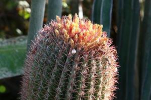 een groot en stekelig cactus groeit in een stad park. foto