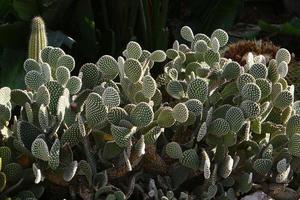 een groot en stekelig cactus groeit in een stad park. foto