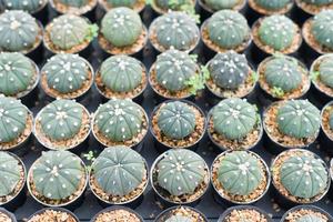 miniatuur cactus pot versieren in de tuin, divers types mooi cactus markt of cactus boerderij foto