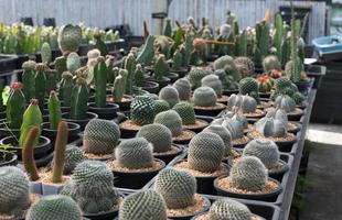 miniatuur cactus pot versieren in de tuin, divers types mooi cactus markt of cactus boerderij foto