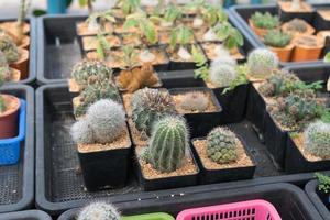 mooi detailopname cactus in de tuin. divers types van schoonheid cactus markten of cactus boerderijen. groen huis planten concept. foto