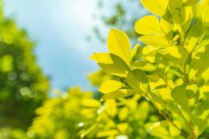 detailopname natuur visie van groen blad Aan wazig groen achtergrond in tuin met kopiëren ruimte gebruik makend van net zo achtergrond natuurlijk groen planten landschap, ecologie, vers behang concept. detailopname bloemen buitenshuis foto