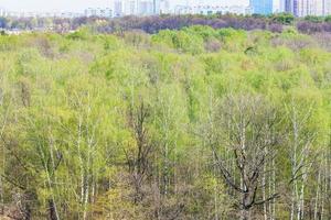 eerste groen bladeren Aan bomen in stad park in voorjaar foto
