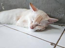 huiselijk wit kat is slapen Aan de verdieping van de huis foto